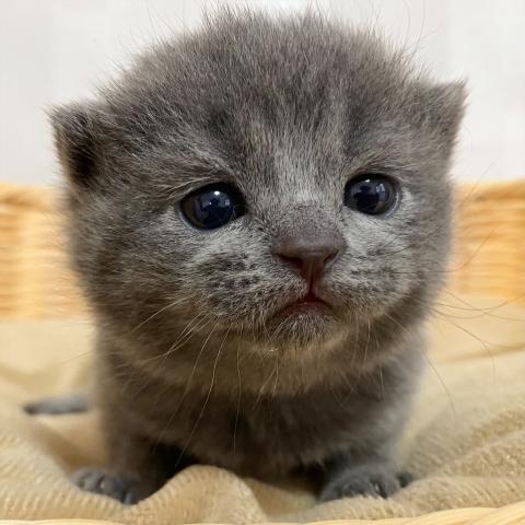 ブリティッシュショートヘア