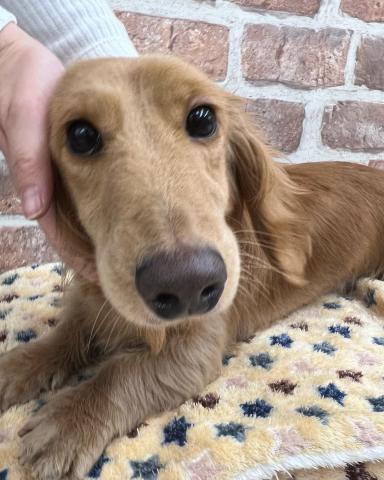 ミニチュアダックスフンド