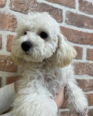 トイプードル