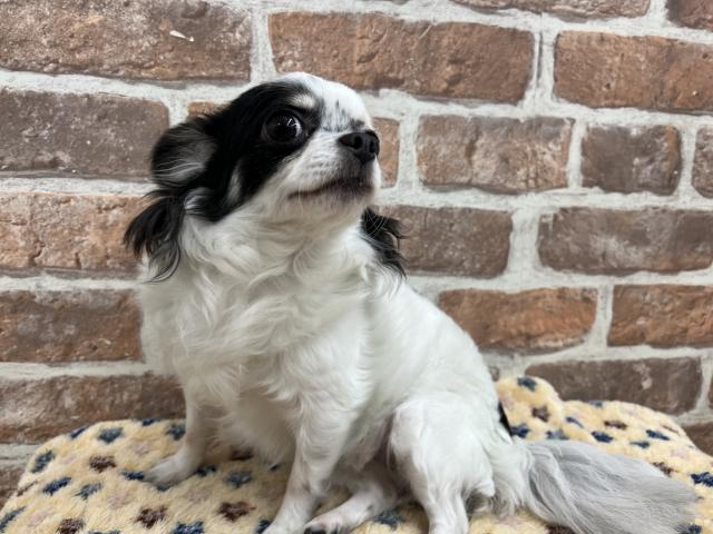 チワワ（ロングコート）