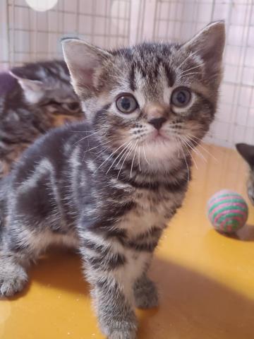 ネコ専門店　はぴねすキャット