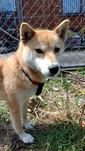 柴犬（小柴）