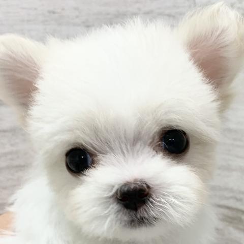 MIX