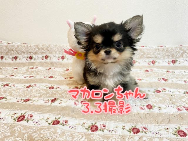 チワワ(ロングコート)