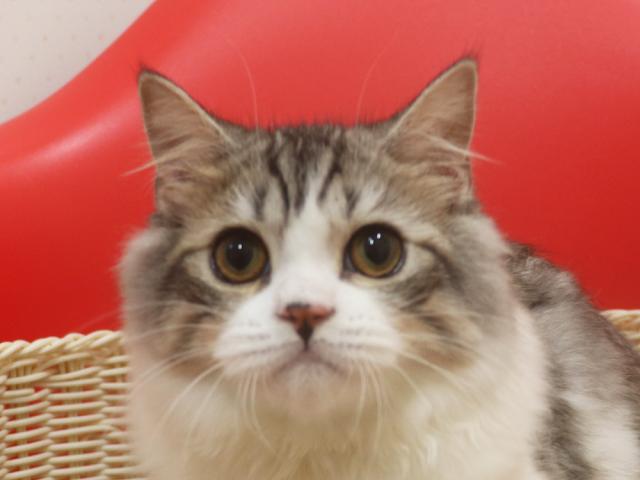 スコティッシュフォールド