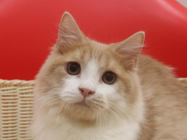 スコティッシュフォールド