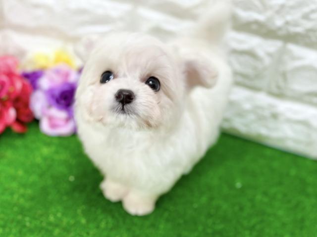 MIXチワプー