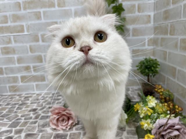 スコティッシュフォールド