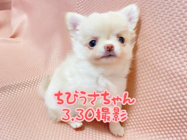 チワワ（ロングコート）