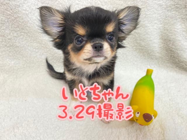 チワワ（ロングコート）