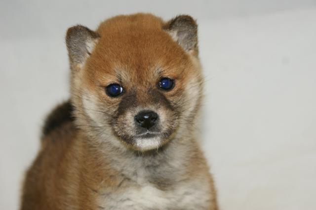 柴犬