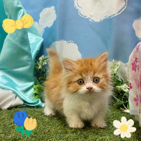 マンチカン