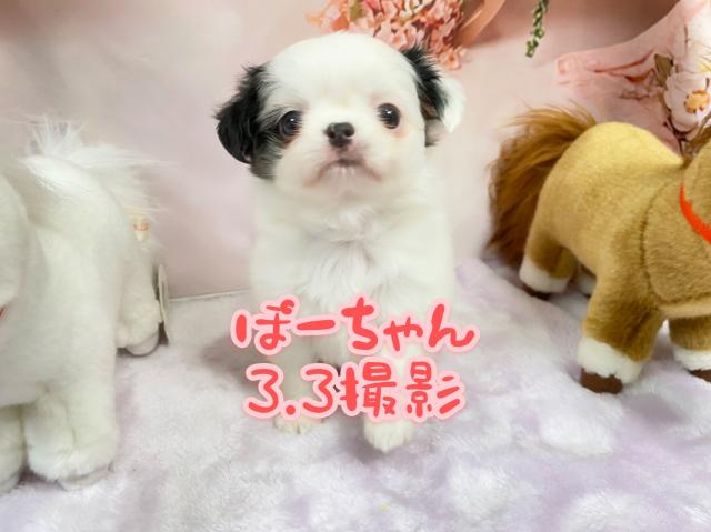 チワワ(ロングコート)