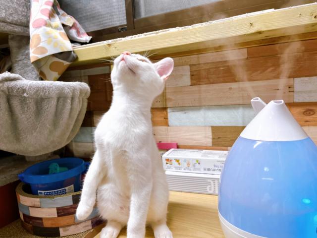 潤い中🐈