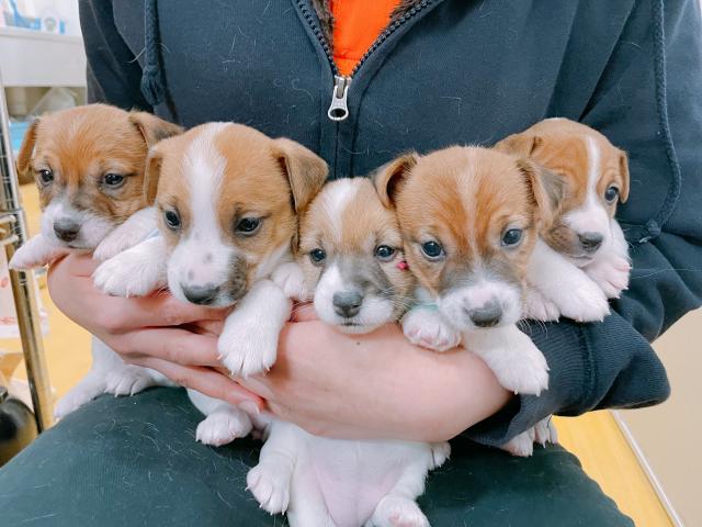 ジャックラッセルテリア