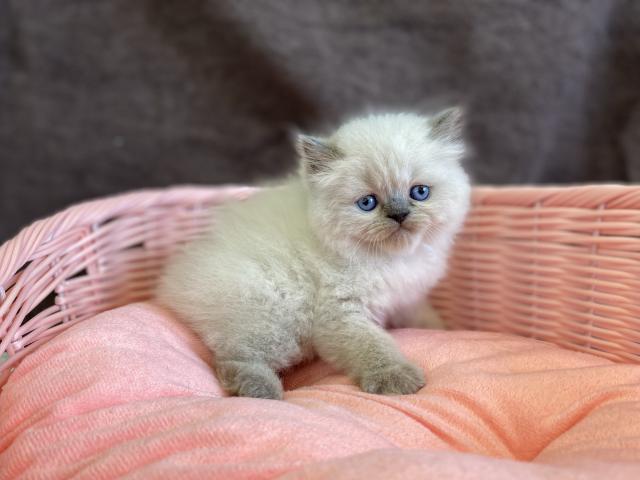 ペルシャ・ヒマラヤン