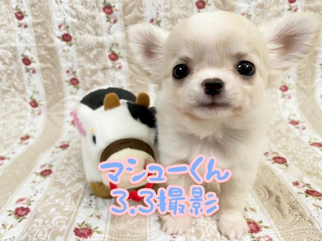 チワワ（ロングコート）