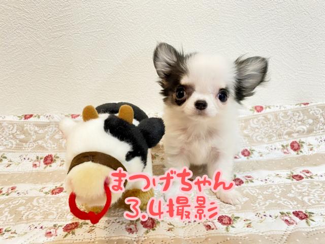 チワワ(ロングコート)