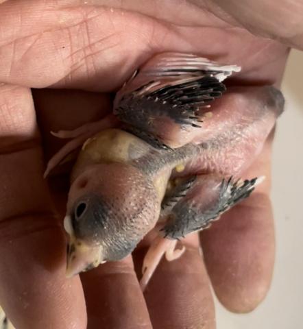 ゴン 大阪府 子犬や子猫たちのペット販売情報が満載 ペットステーション