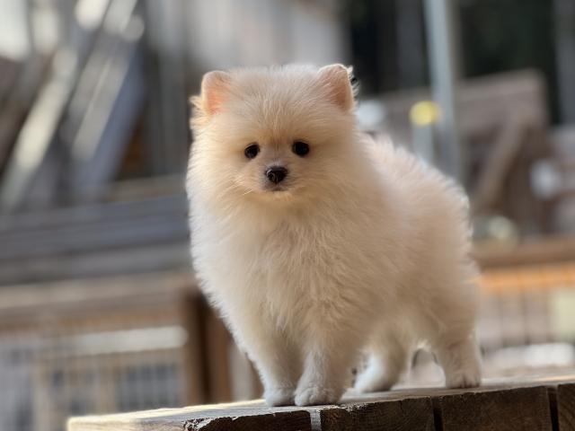 ポメラニアン