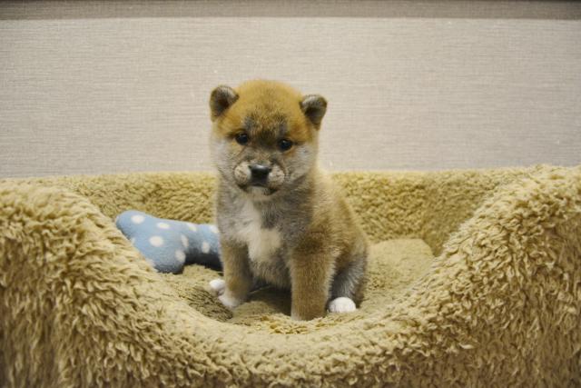 柴犬
