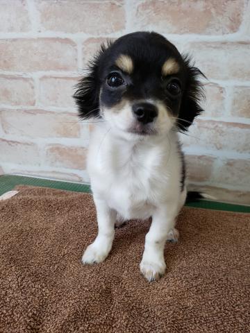 ペットワールド大仁 静岡県 子犬や子猫たちのペット販売情報が満載 ペットステーション