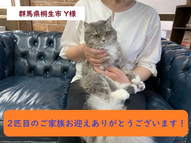 スコティッシュフォールド 避妊手術済み💕