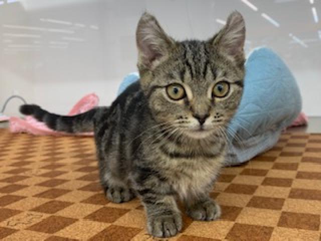 ディスワン上尾店 埼玉県 子犬や子猫たちのペット販売情報が満載 ペットステーション