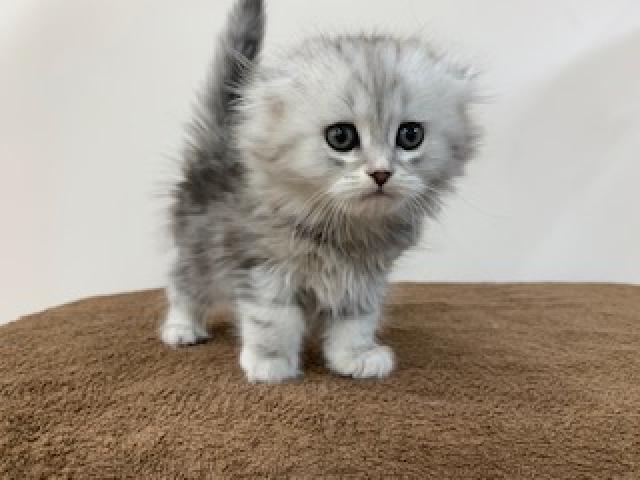 ディスワン上尾店 埼玉県 子犬や子猫たちのペット販売情報が満載 ペットステーション