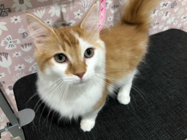 サイベリアン