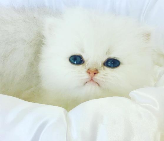 ペルシャ・ヒマラヤン