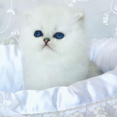 ペルシャ・ヒマラヤン