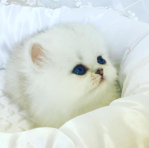 ペルシャ・ヒマラヤン