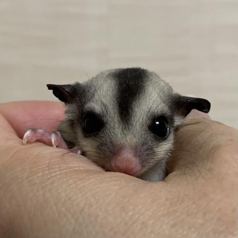 フクロモモンガ クラシック 66％ヘテロリューシ