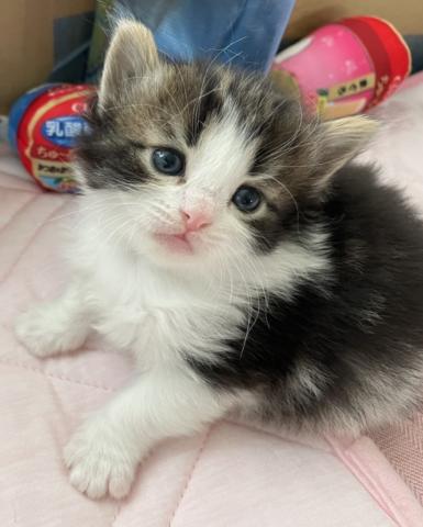 ノルウェージャンフォレストキャット