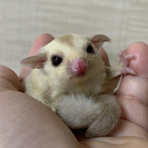 フクロモモンガ クリミノ　50％ヘテロリューシ