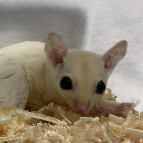 フクロモモンガ リューシ