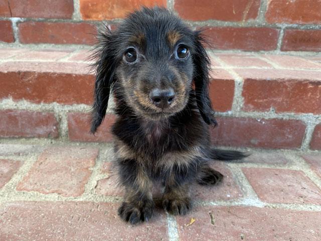 ミニチュアダックスフンド