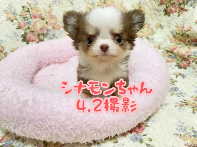 チワワ（ロングコート）