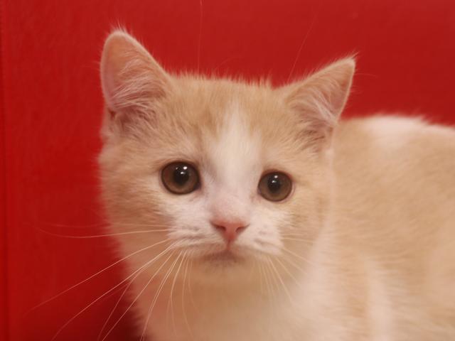 スコティッシュフォールド