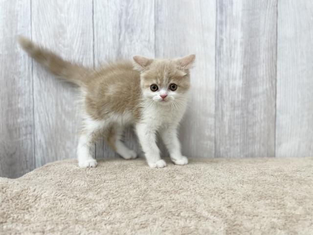 ミヌエット(旧ナポレオン)