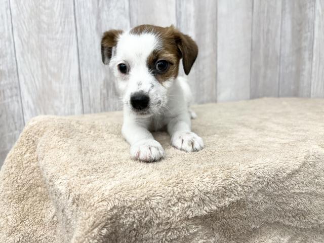 ジャックラッセルテリア