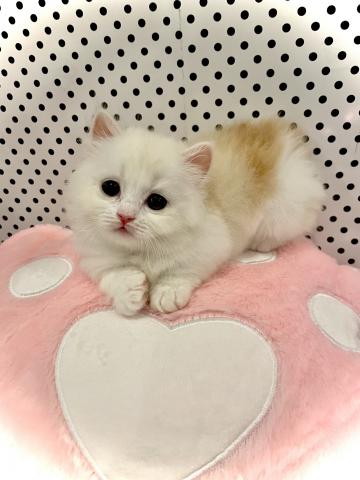 マンチカン（短脚）