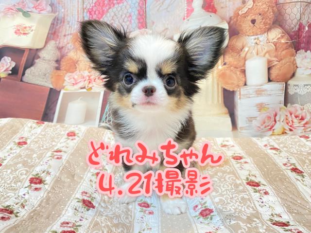 チワワ(ロングコート)