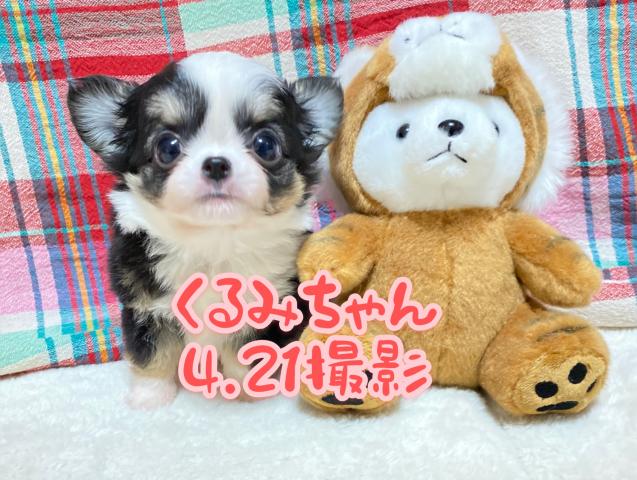 チワワ(ロングコート)