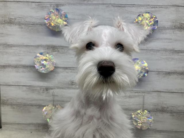 ミニチュアシュナウザー