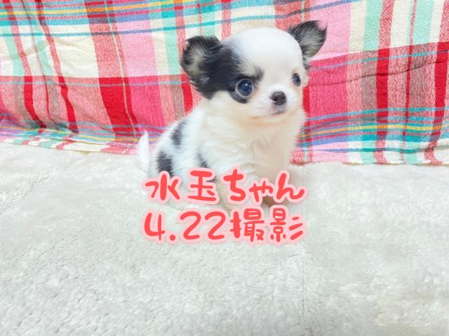 チワワ（ロングコート）