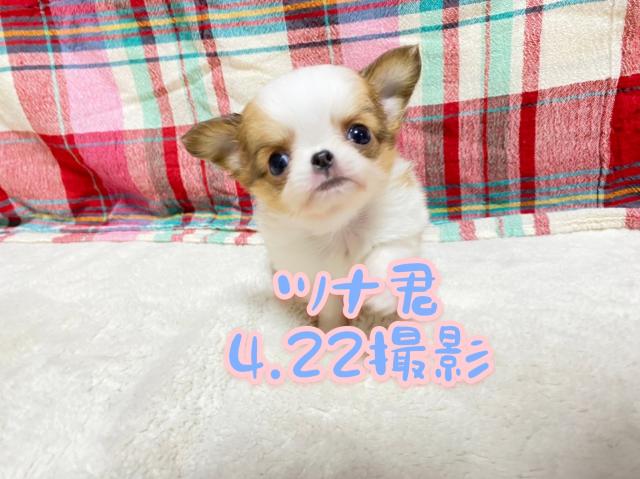 チワワ（ロングコート）