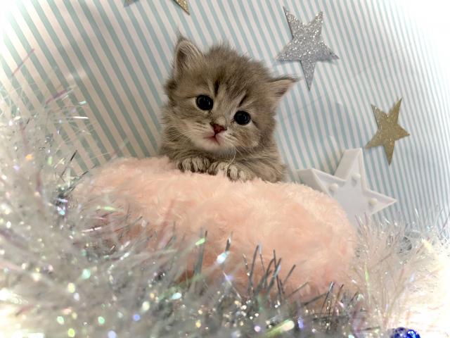 マンチカン(短脚)