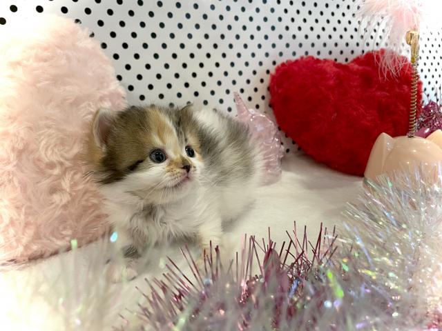スコティッシュフォールド
